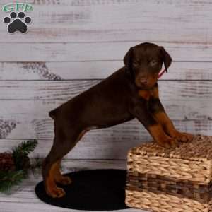 Jenna, Doberman Pinscher Puppy